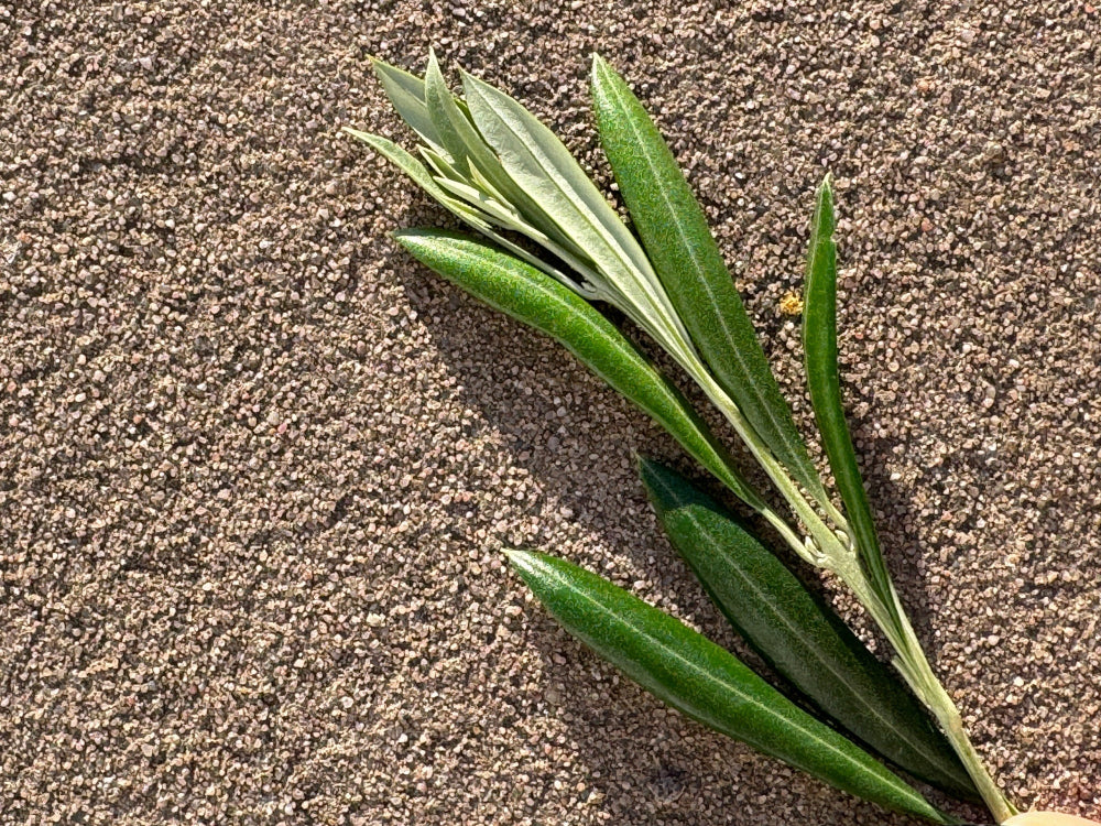 A close-up of a green leafy stem laid on a textured brown sandy surface.